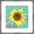 Sunflower In The Summer Time Framed Print