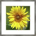 Sunflower In The Sun Framed Print