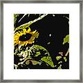 Sunflower Looking Down Framed Print