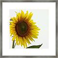 Sunflower Minimal Framed Print