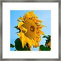 Sunflower Morning #2 Framed Print