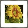 Sunflower Morning Framed Print