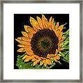 Sunflower On Black Framed Print