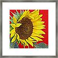 Sunflower On Red Framed Print