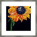 Sunflower Outburst Framed Print
