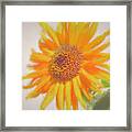 Sunflower Painting Framed Print