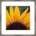 Sunflower Petals Framed Print