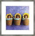 Sunflower Pots Framed Print