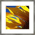 Sunflower Shadows Framed Print