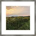 Sunflower Skies Framed Print