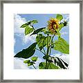 Sunflower Sky Framed Print