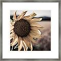 Sunflower Solitude Framed Print