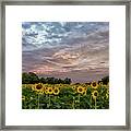 Sunflower Sunrise Framed Print