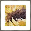 Sunflower Framed Print