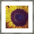 Sunflower Framed Print