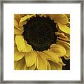 Sunflower Up Close Framed Print