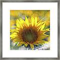 Sunflower With Lens Flare Framed Print