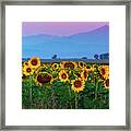 Sunflowers At Dawn Framed Print