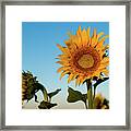 Sunflowers At Sunrise 1 Framed Print