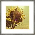 Sunflowers At Sunrise Framed Print