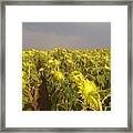 Sunflowers Before The Storm Framed Print