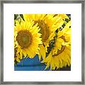 Sunflowers For Sale Framed Print