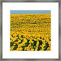 Sunflowers Galore Framed Print