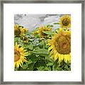 Sunflowers I Framed Print