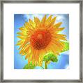 Sunflowers Make Me Smile Framed Print
