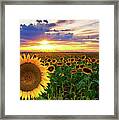 Sunflowers Of Golden Hour Framed Print