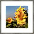 Sunflowers On The Colorado Plains Framed Print