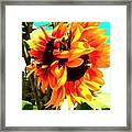 Sunflowers - Twice As Nice Framed Print