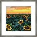 Sunflowers Under A Sunset Sky Framed Print