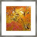 Sunkissed 2 Framed Print