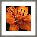 Sunkissed Lily Framed Print