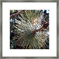 Sunkissed Needles Framed Print