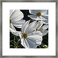 Sunlight And White Cosmos Framed Print