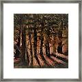 Sunlit Forest Framed Print