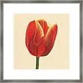 Sunlit Tulip Framed Print