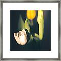Sunlit Tulips Framed Print