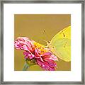 Sunlit Yellow Framed Print