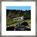 Sunning Seagull Framed Print