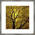 Sunny Branches Framed Print