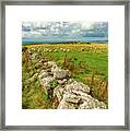 Sunny Meadow Sheep Framed Print