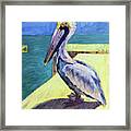 Sunny Pelican Framed Print