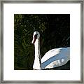Sunny Swan Framed Print