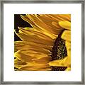 Sunny Too By Mike-hope Framed Print
