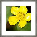 Sunny Yellow Cinquefoil Framed Print