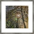 Sunrays Through Autumn Trees Framed Print