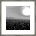 Sunrise And The Cotton Field Bw Framed Print